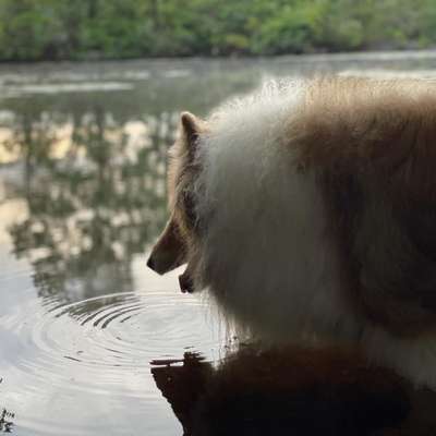 Tristan in the reservoir
