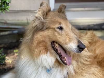 Close-up photo of Tillie