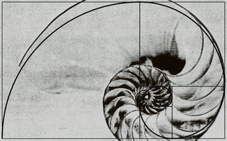 A nautilus shell overlaid with an illustration of the Golden Ratio 